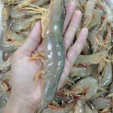 大明虾