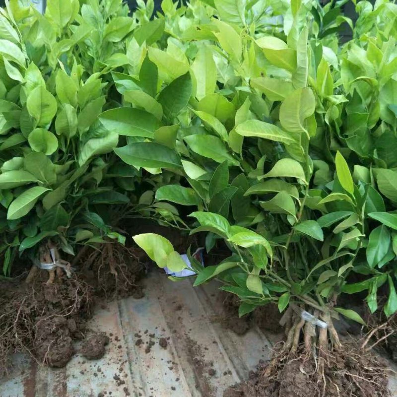 重庆潼南柠檬苗基地直供物优价廉，