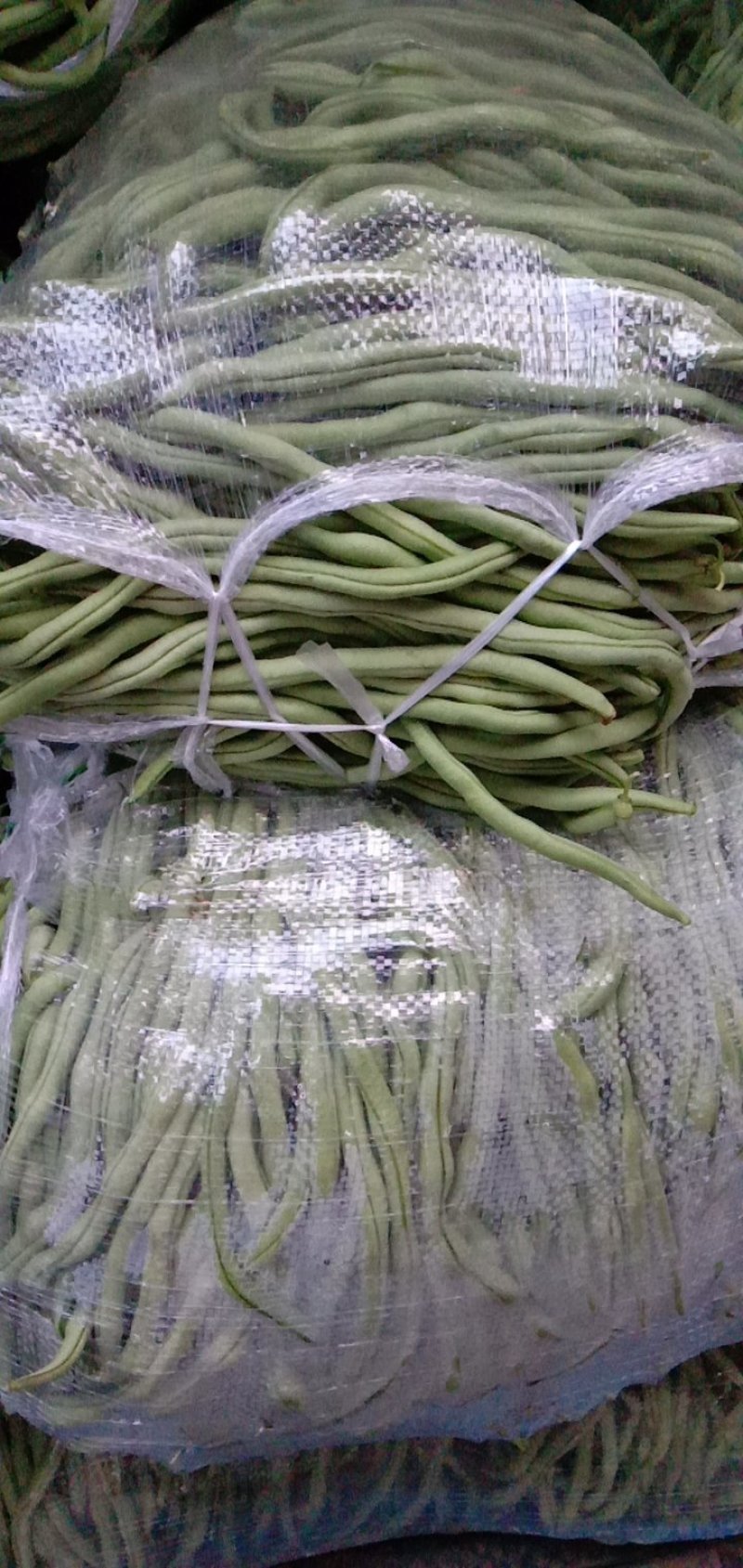 架豆王