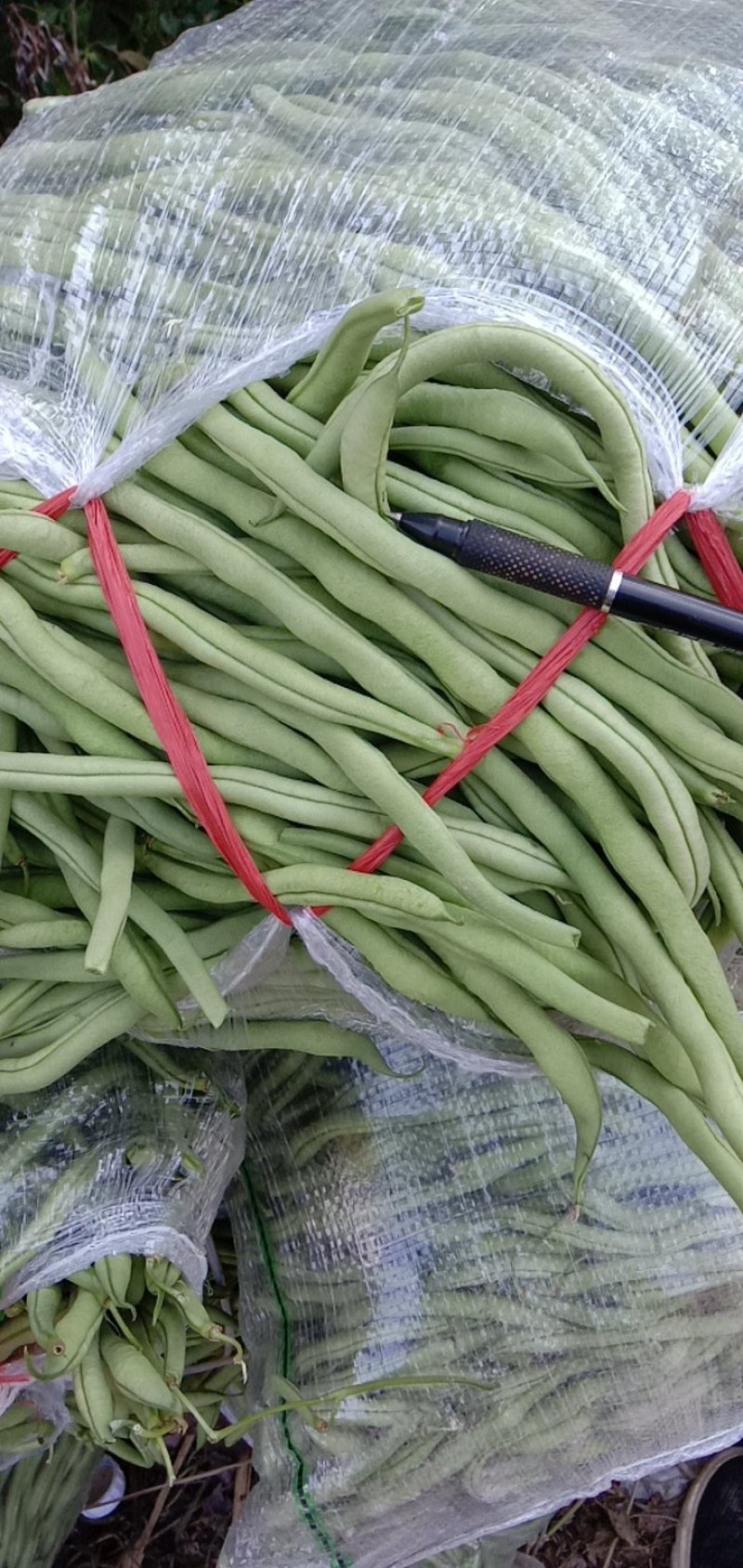 架豆王