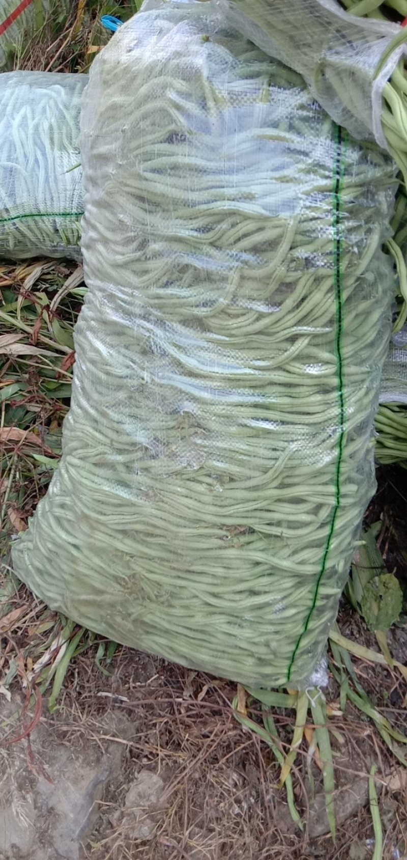 架豆王