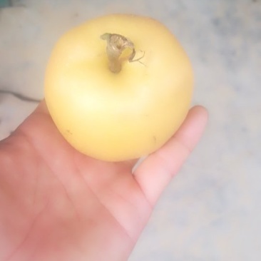 黄金梨圆黄梨风水梨秋月梨