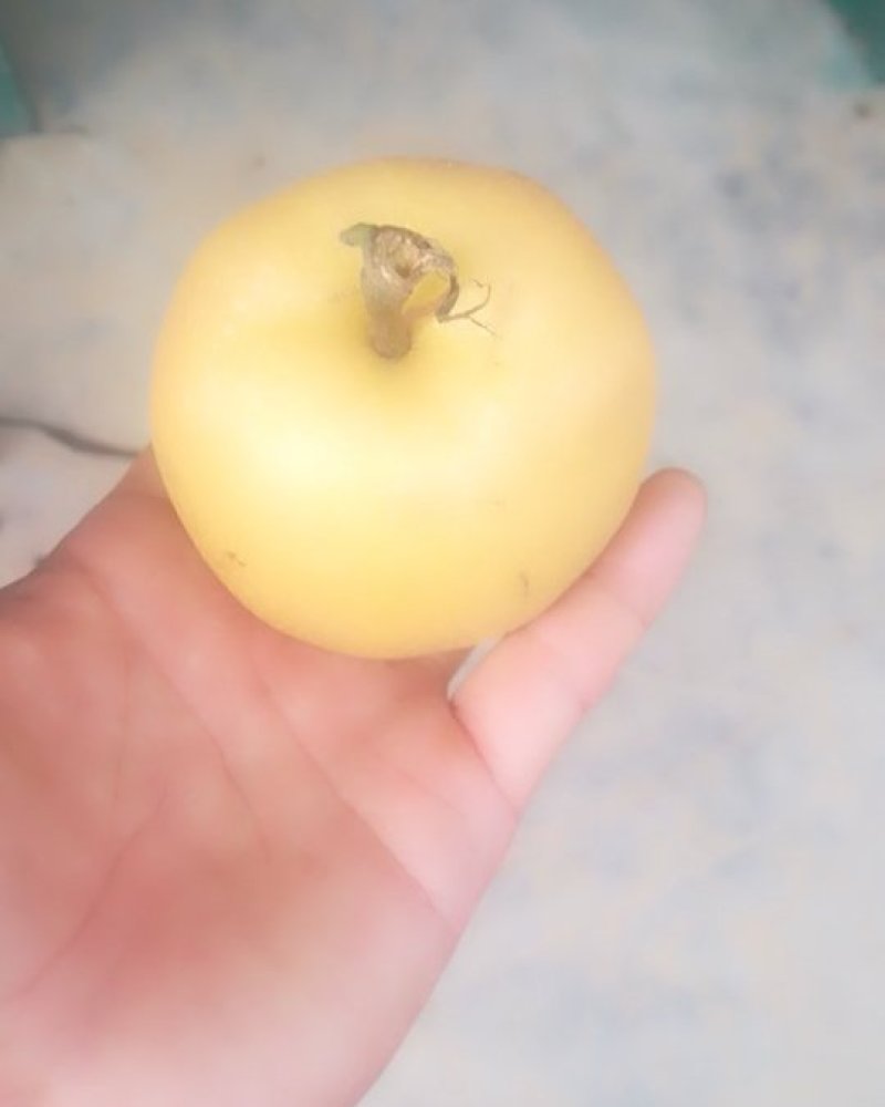 黄金梨圆黄梨风水梨秋月梨