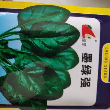 绿领墨绿强菠菜种子中熟叶色墨绿有光泽叶肉厚产量高