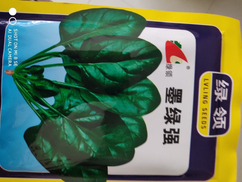 绿领墨绿强菠菜种子中熟叶色墨绿有光泽叶肉厚产量高