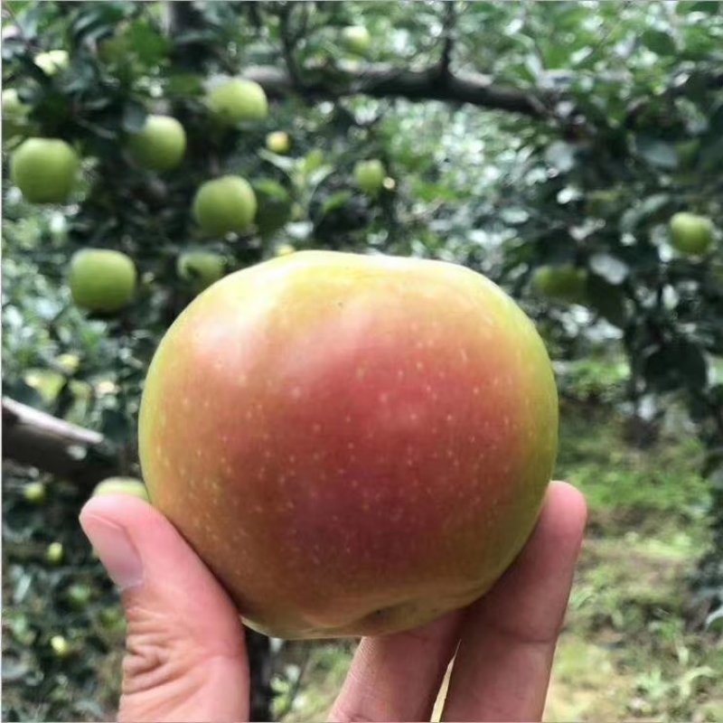 【山西嘎啦红苹果—精品果】，，，，，，，，，，
