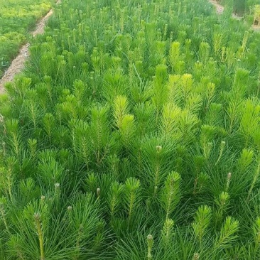 黑松苗