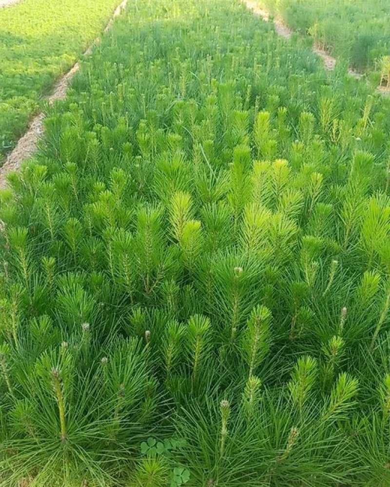 黑松苗