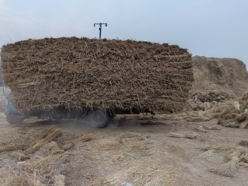 稻草常年供应量大从优