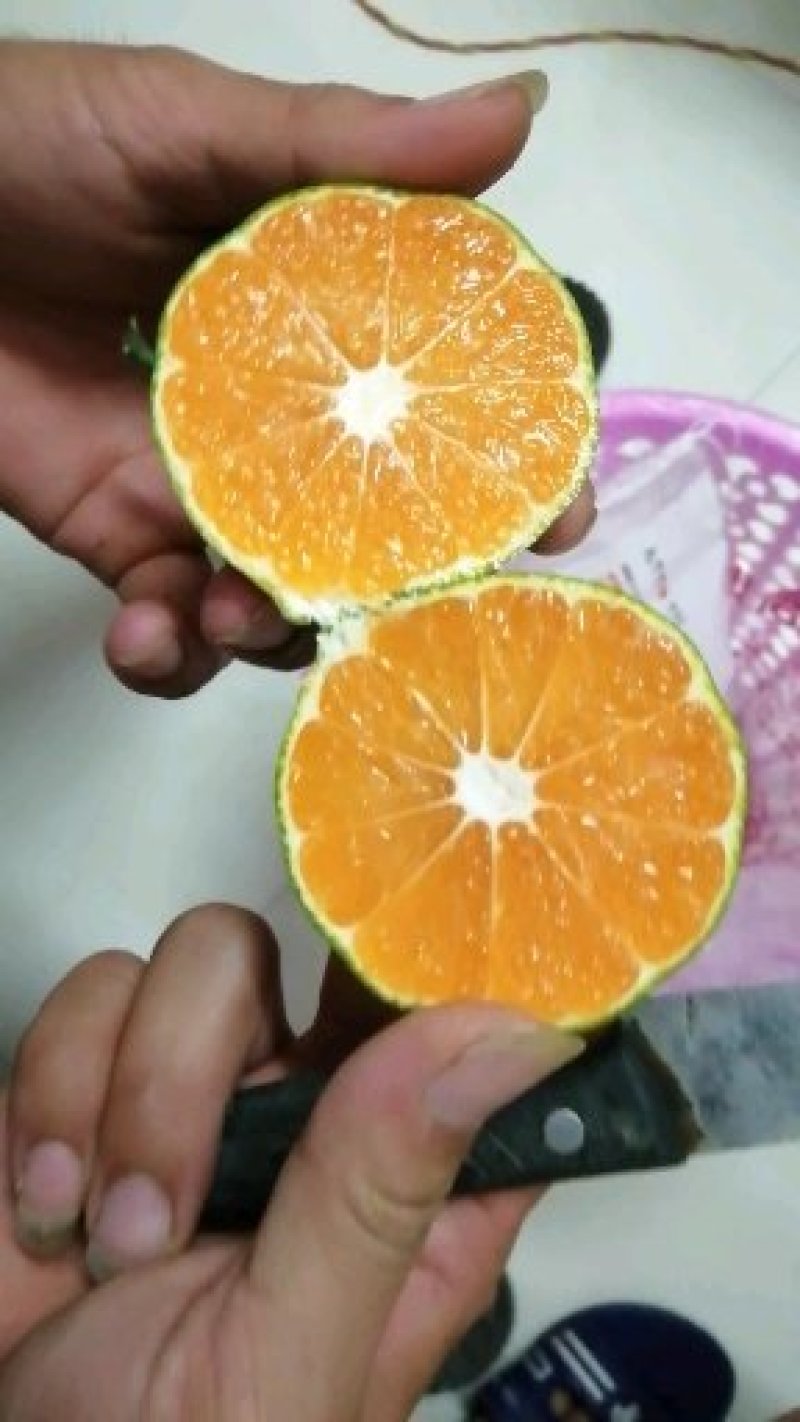 特早柑橘，量大，可长期供货