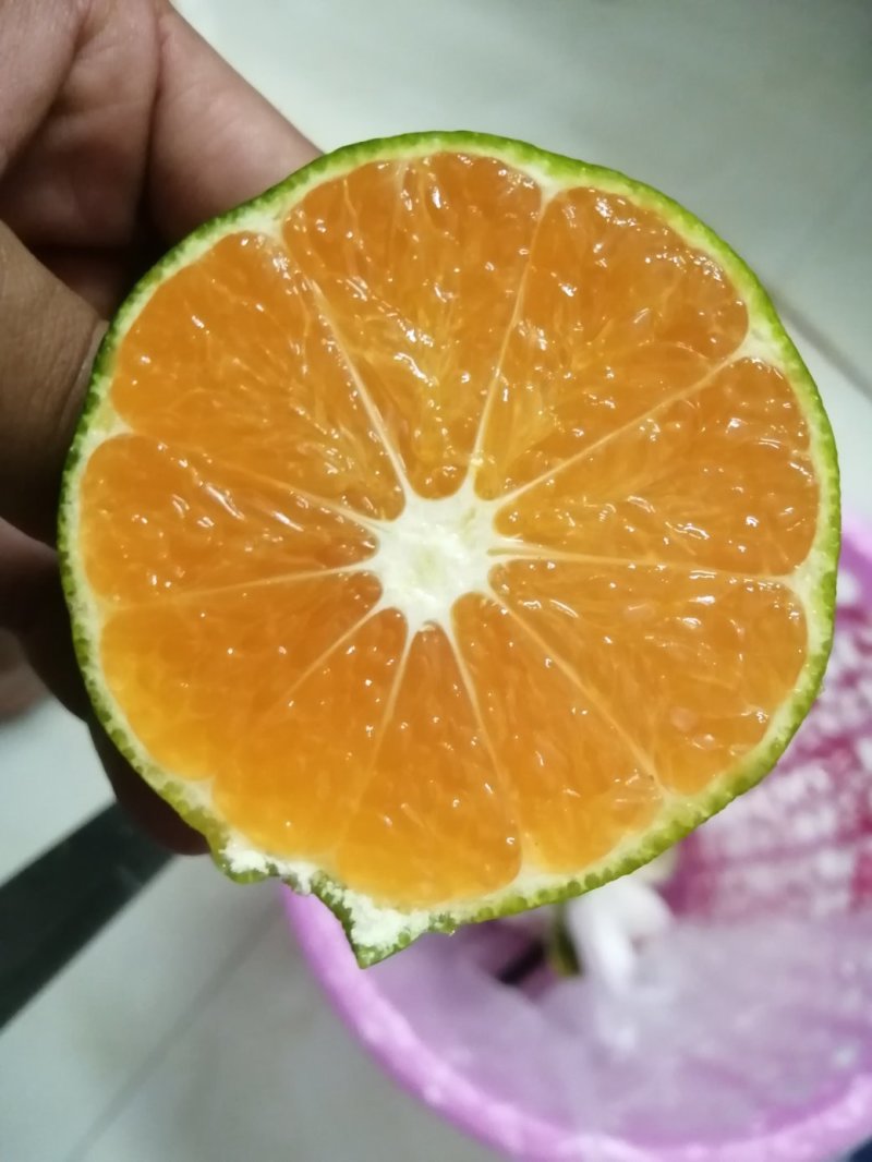 特早柑橘，量大，可长期供货