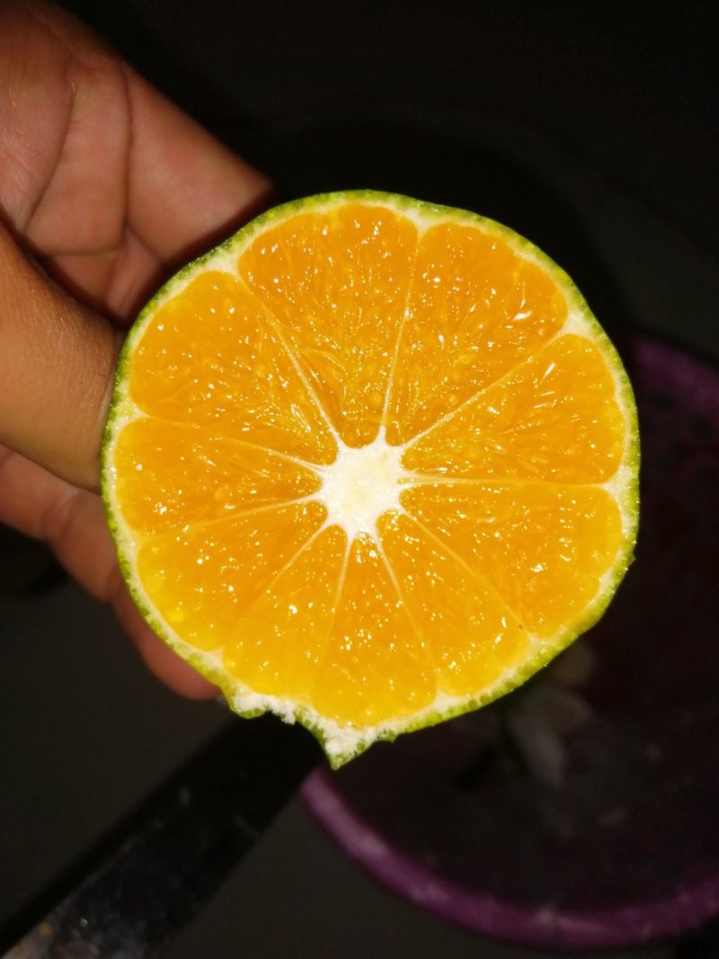 特早柑橘，量大，可长期供货