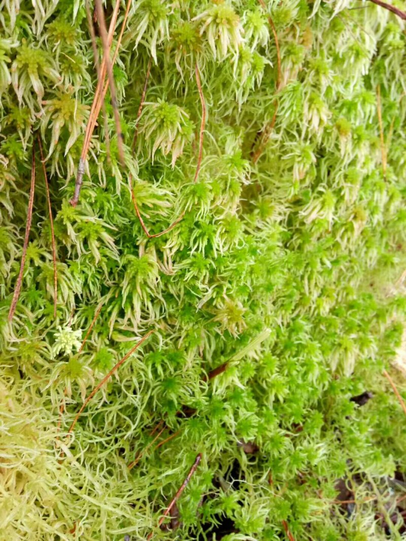 水苔