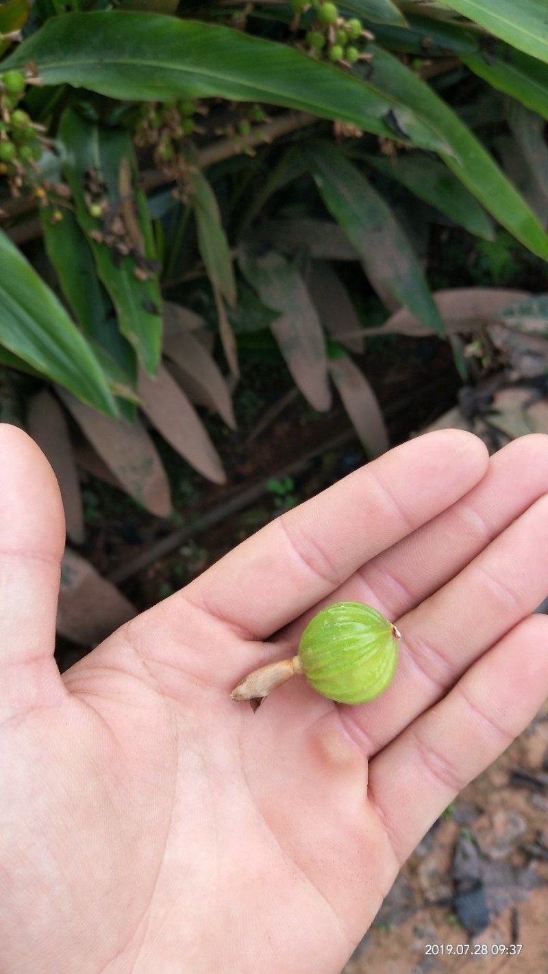 大量鲜香砂仁，产地供应直接一把手。