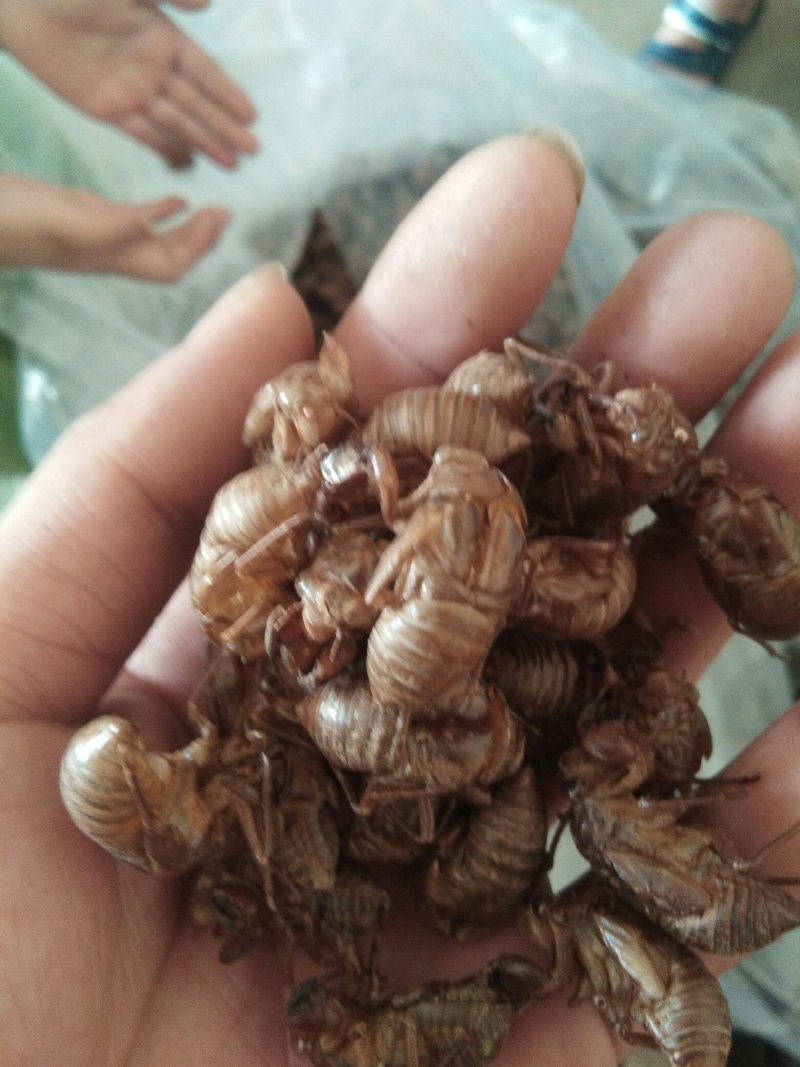 陕西产，蝉蜕，虫腿，水洗
