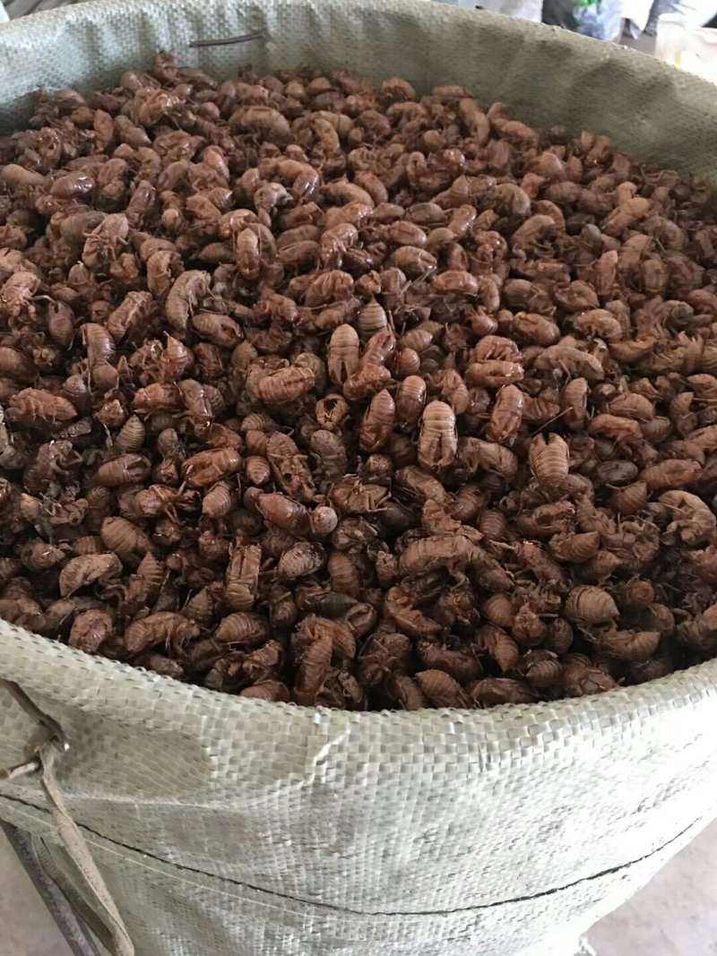 陕西产，蝉蜕，虫腿，水洗