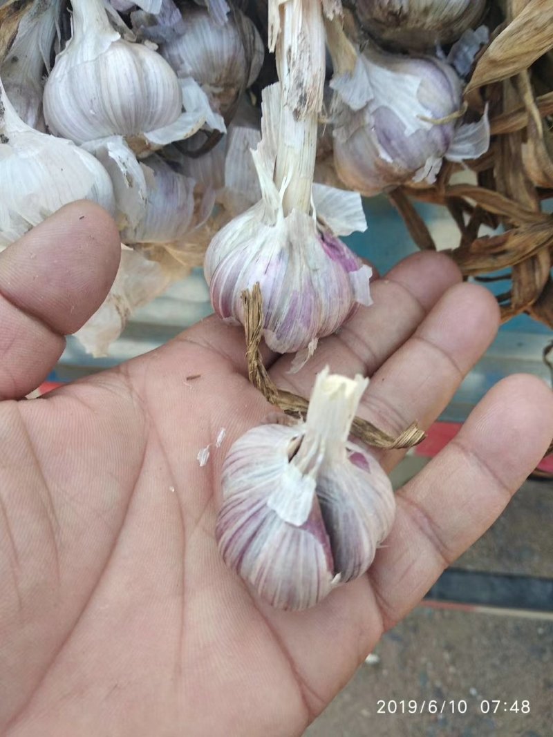 高质量精品蒜苗种子原种，大蒜种子原种