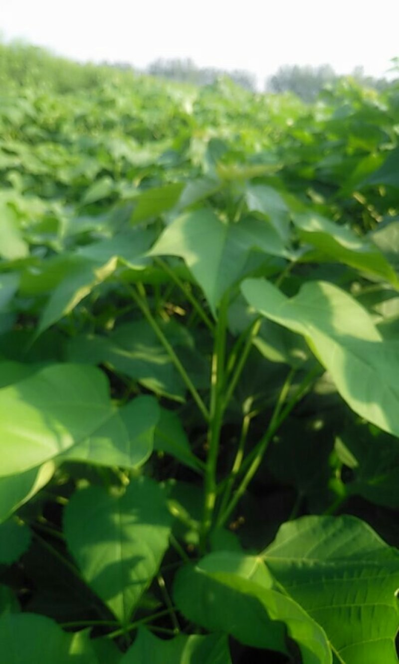 楸树根苗，现在开始预订中