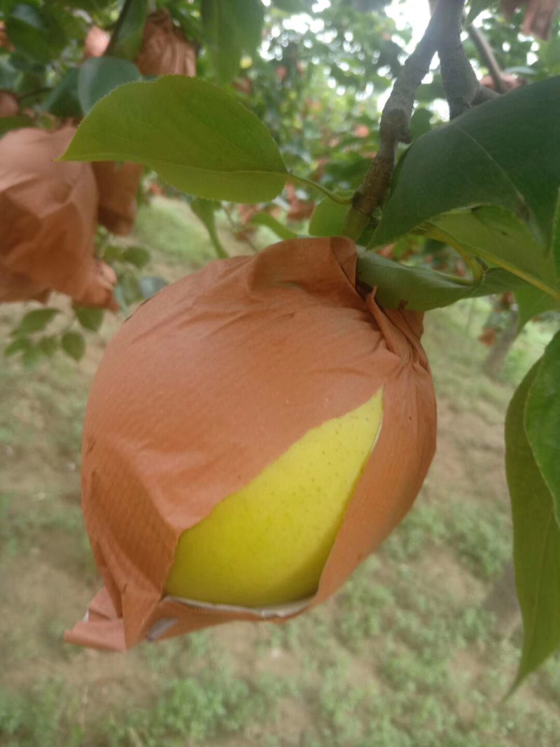 皇冠梨