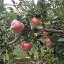 甜口，果型美观美八大苹果