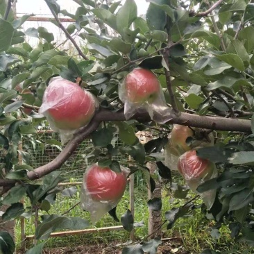 甜口，果型美观美八大苹果