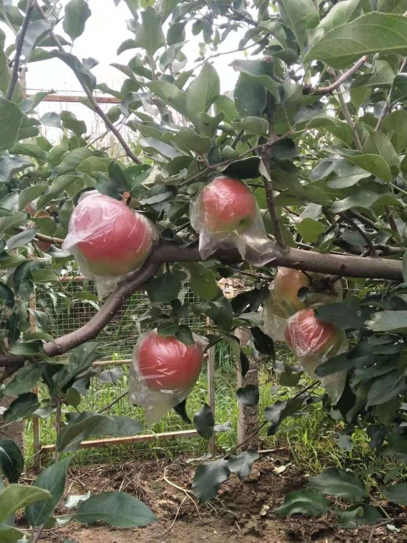 甜口，果型美观美八大苹果