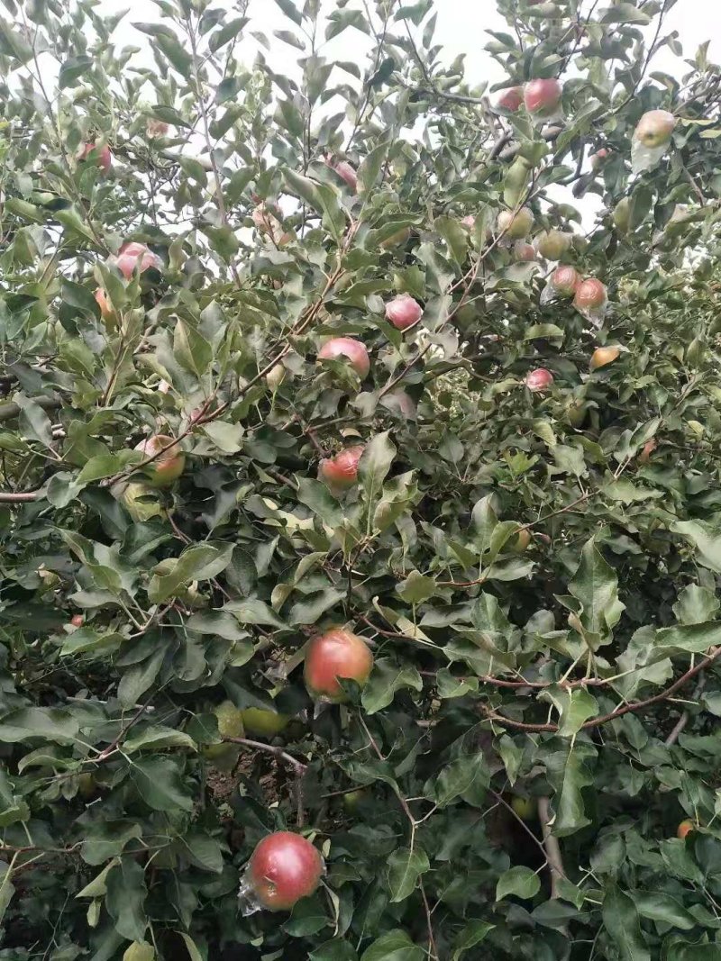 甜口，果型美观美八大苹果