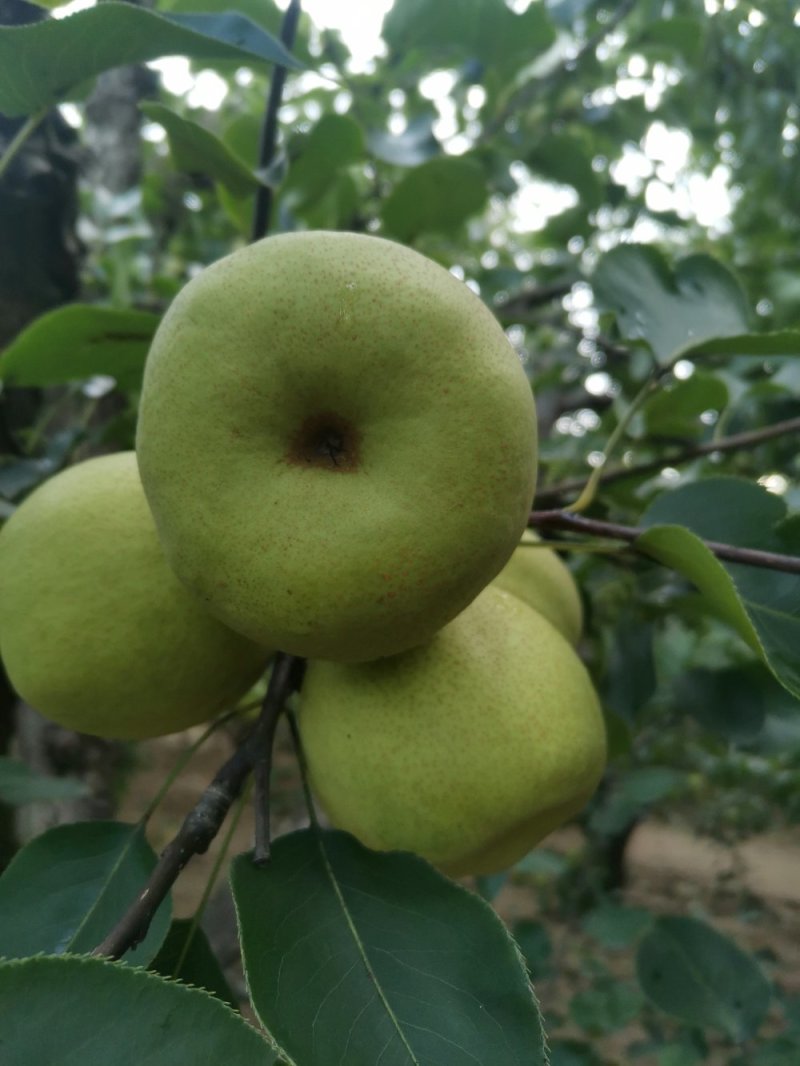 酥梨光果，口干好，看货谈价，保证质量，货源充足。