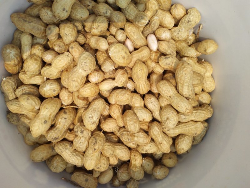 鲜花生鲁花8号万亩花生种植基地:全面上市
