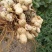 鲜花生鲁花8号万亩花生种植基地:全面上市
