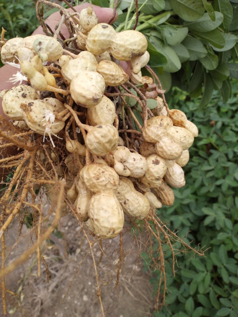 鲜花生鲁花8号万亩花生种植基地:全面上市
