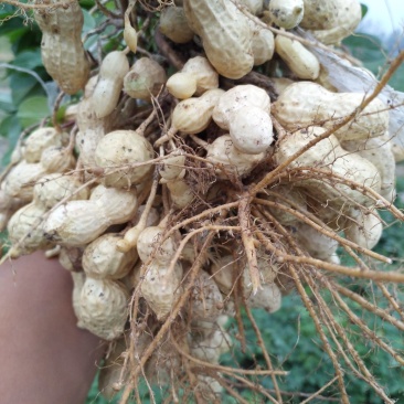 鲜花生鲁花8号万亩花生种植基地:全面上市