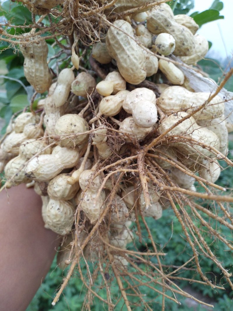 鲜花生鲁花8号万亩花生种植基地:全面上市