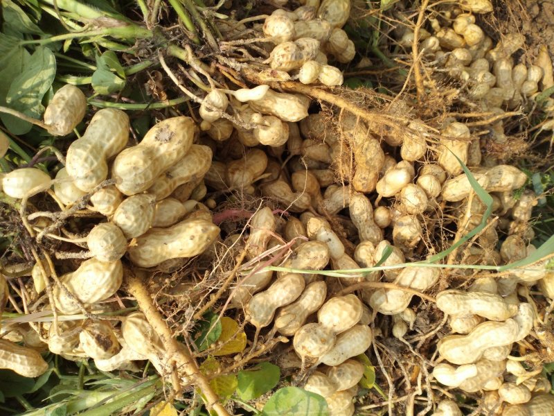 鲜花生鲁花8号万亩花生种植基地:全面上市