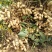 鲜花生鲁花8号万亩花生种植基地:全面上市