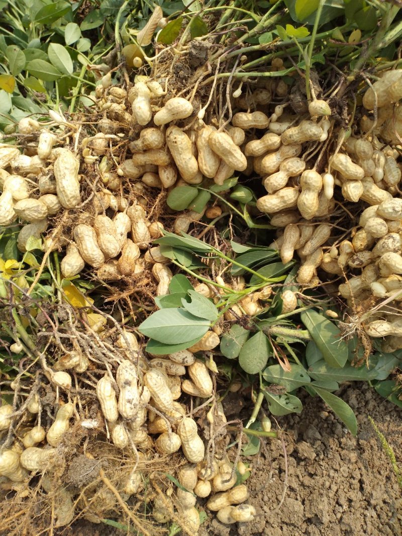 鲜花生鲁花8号万亩花生种植基地:全面上市