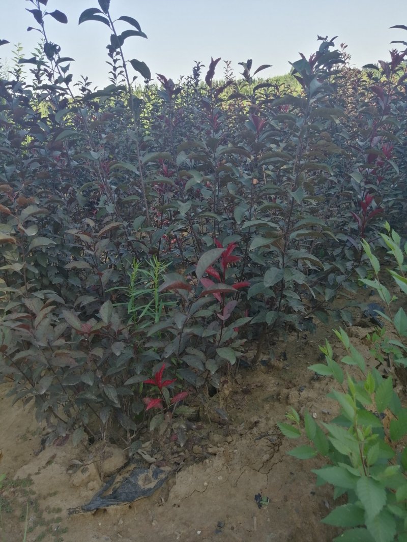 定州苗圃-红叶李密枝红叶李60---150篱米