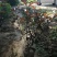 定州苗圃-红叶李密枝红叶李60---150篱米