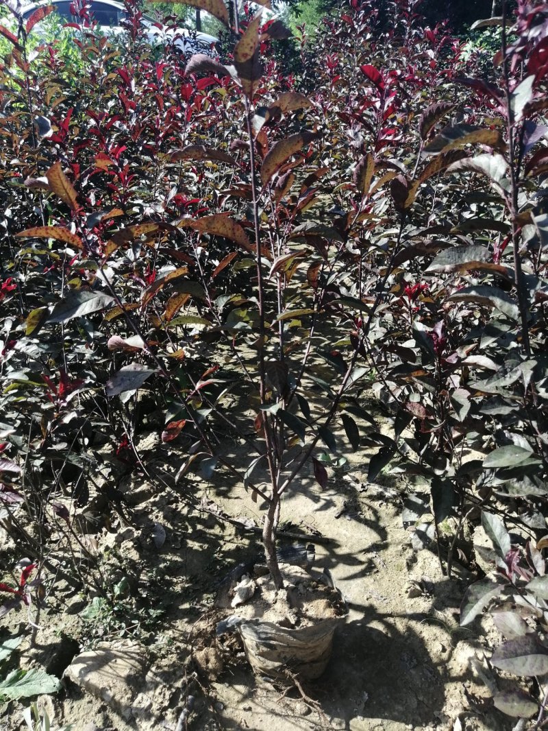 定州苗圃-红叶李密枝红叶李60---150篱米