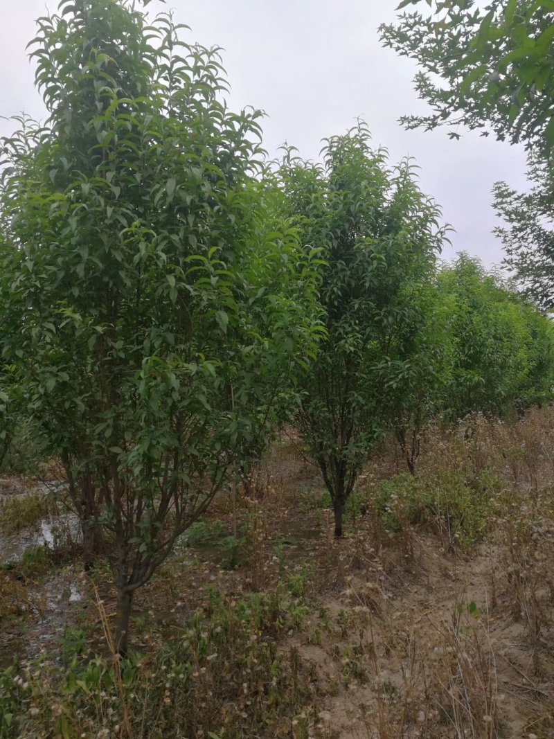 龙珠碧桃