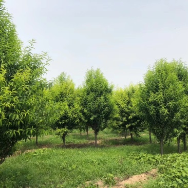 龙珠碧桃