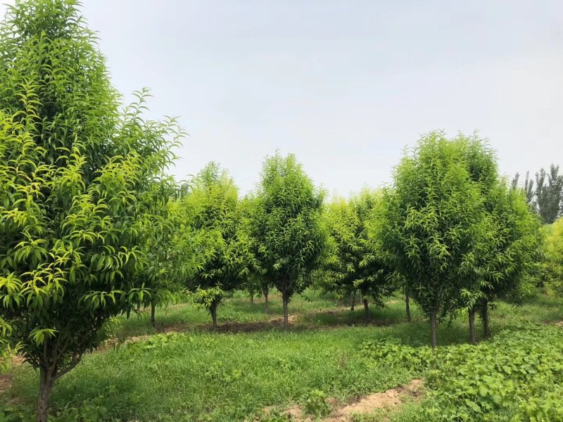 龙珠碧桃