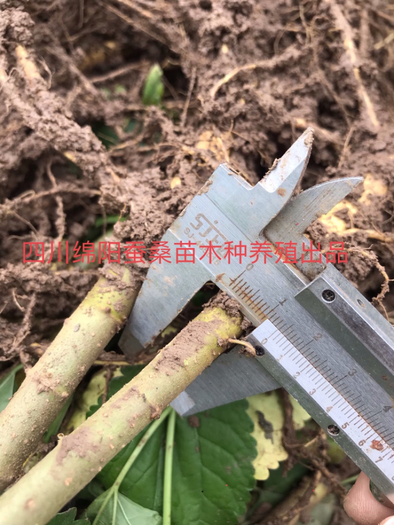 桑树苗包成活包技术包回收蚕茧