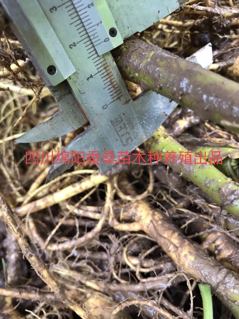 桑树苗包成活包技术包回收蚕茧