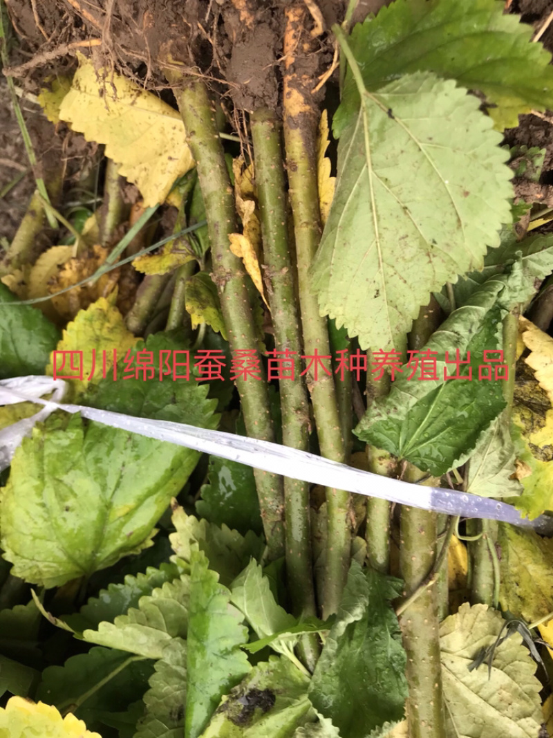 桑树苗包成活包技术包回收蚕茧