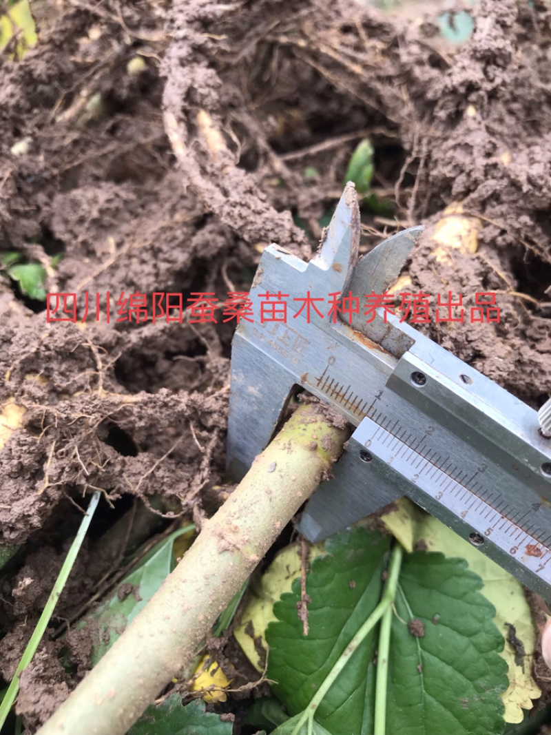 桑树苗包成活包技术包回收蚕茧