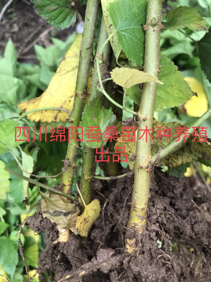 桑树苗包成活包技术包回收蚕茧