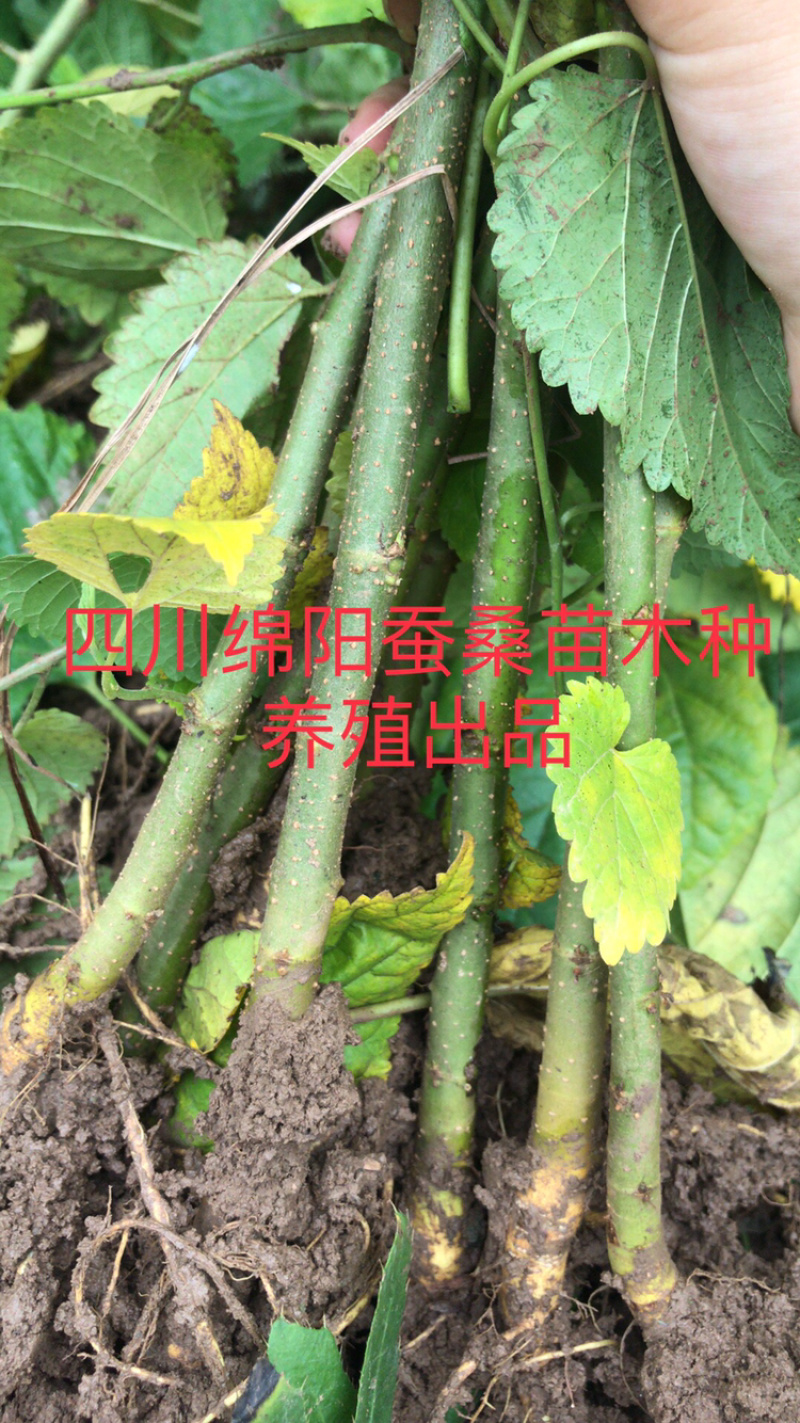 桑树苗包成活包技术包回收蚕茧