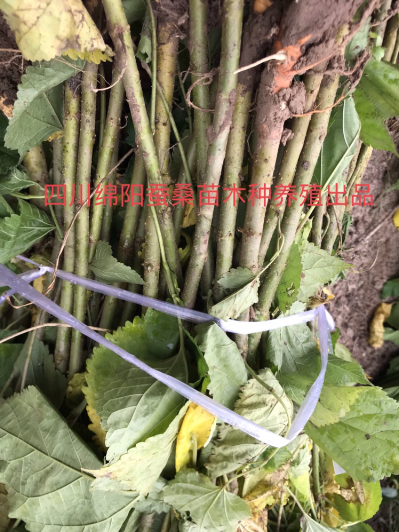 桑树苗包成活包技术包回收蚕茧