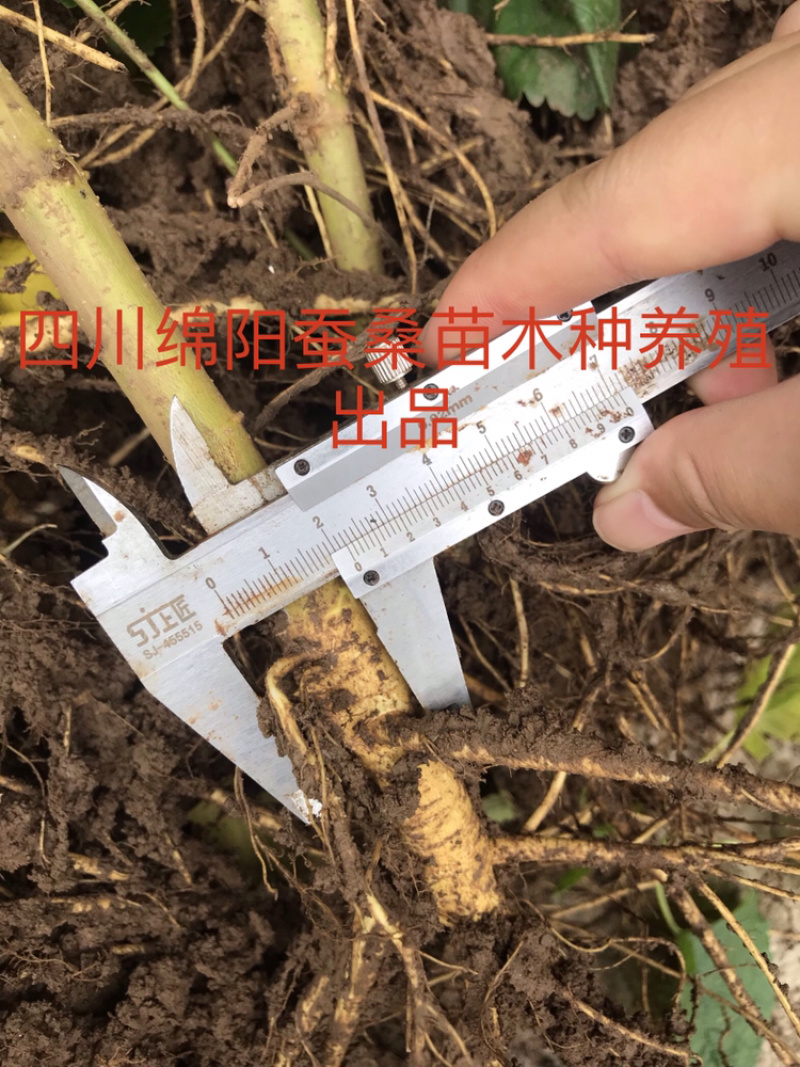 桑树苗包成活包技术包回收蚕茧